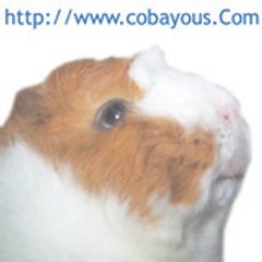 cobayous
