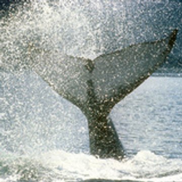 GreenpeaceTV