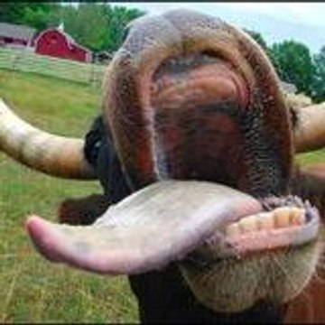 bobyregoubob bobregouboby