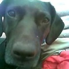 DoggyDog Production