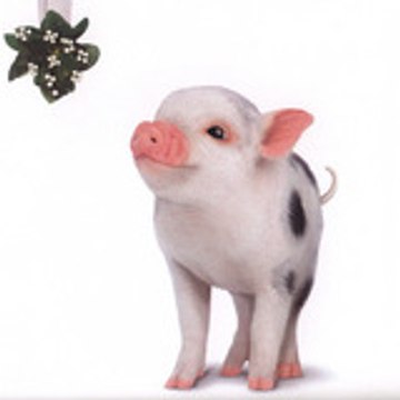 Déborah Anckaert Joris