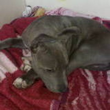 ludovic