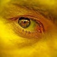 Jean-François Dupuis