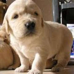 gülgün saraçer baltacı