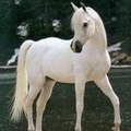 epona