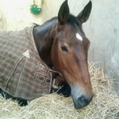 DROIT Aurelie