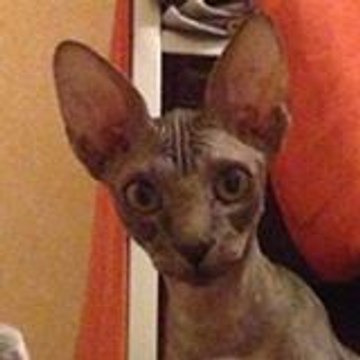 Cedric cedric chiron