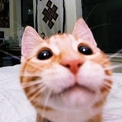 Funnymals