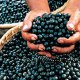 Acai Review