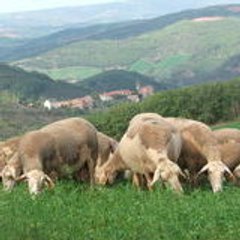 MOULS jacques