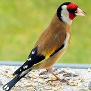 chardonneret  canaris
