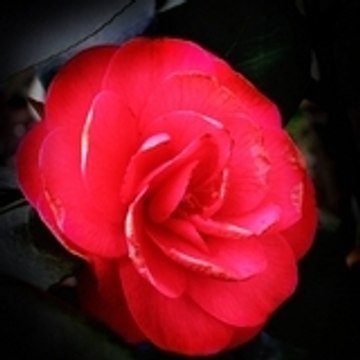 Welonia