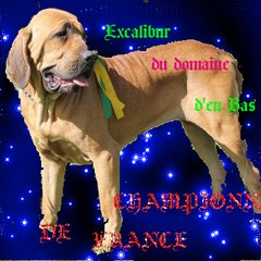 FILA BRASILEIRO DU DOMAINE D'EN BAS