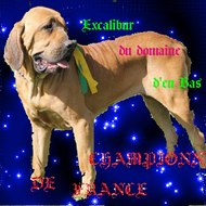 FILA BRASILEIRO DU DOMAINE D'EN BAS