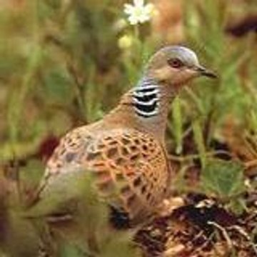 Paquerette et Tourterelle