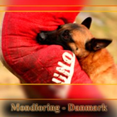 GBMalinois