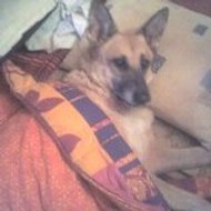 Terminiature Lang Melinda