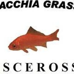 SMACCHIAGRASSO PESCEROSSO