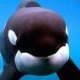 FreeWilly13
