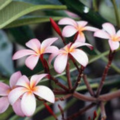 LABELFLEUR