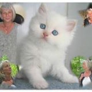christine carnez christine