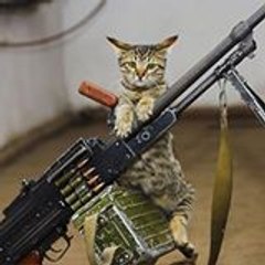Cavalin Brieg