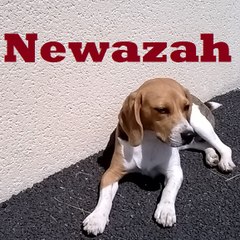 Newazah
