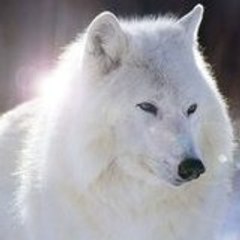 mitko el lobo