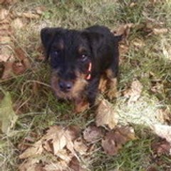 Jagd Terrier