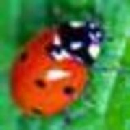 Collectif alternatives