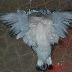 Andre ........................