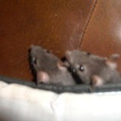 ratounettes2009
