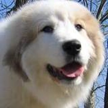 MARIE-RAPHAËLLE GINON