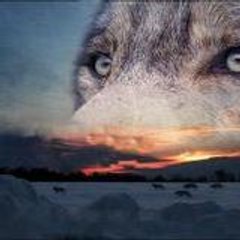 ARTICWOLF TORONTO