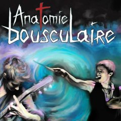 Anatomie Bousculaire