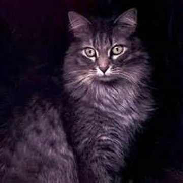 Chat-poete
