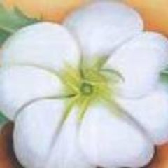 WHITEFL0WER