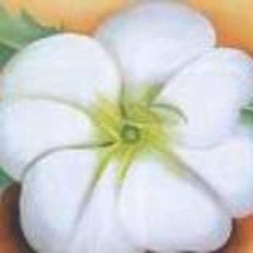 WHITEFL0WER