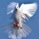white dove soul