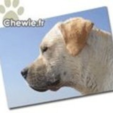 Chewielabrador