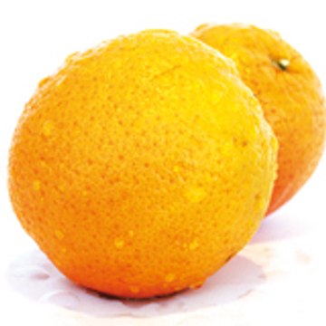Globe Pulp