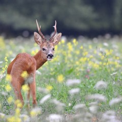 chasse à l'arc