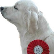 Des Glycines Enchantées