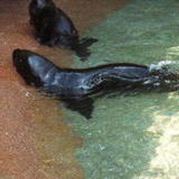 Loutre d'eau