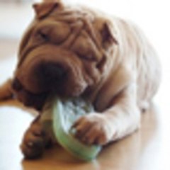 chienpro12