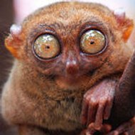 Tarsier
