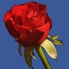 yarali_kalp