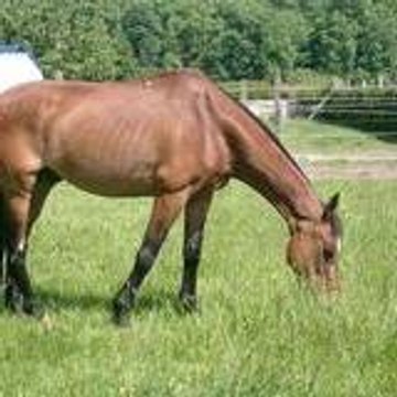 saphir je t'aime