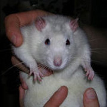 mag gug