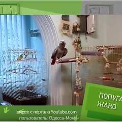 Одесса-Моня